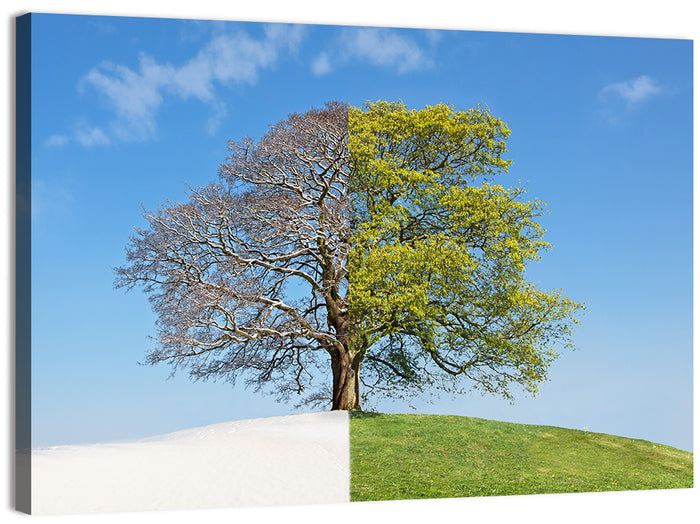 Split Season Tree Landscape Wall Art as a canvas print