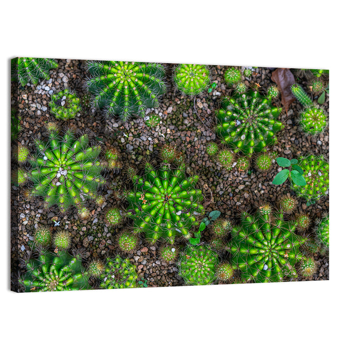 Top-down Cactus Garden Wall Art as a canvas print