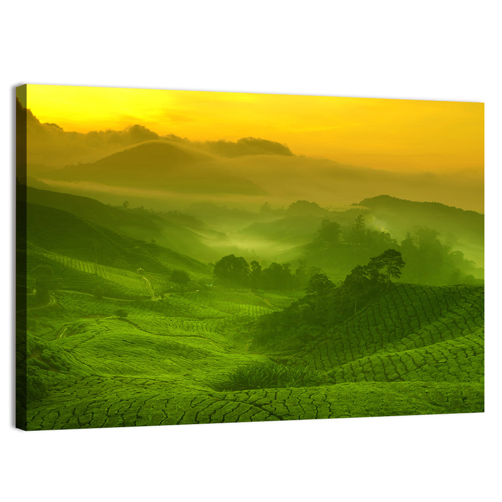 Sunlit Tea Plantation Hills Wall Art