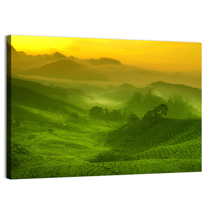 Sunlit Tea Plantation Hills Wall Art