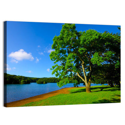Lake Ippeki Solitary Tree Wall Art
