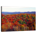 Autumn in the Appalachian Forest Wall Art