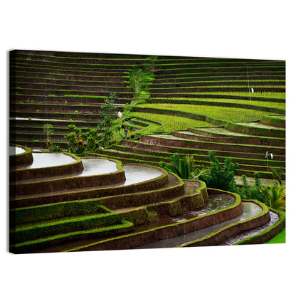 Lush Rice Terraces Wall Art