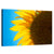 Sunflower Wall Art