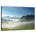 Sunlit Terraced Tea Hills Wall Art