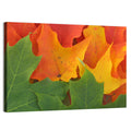 Autumn Maple Leaves Wall Art