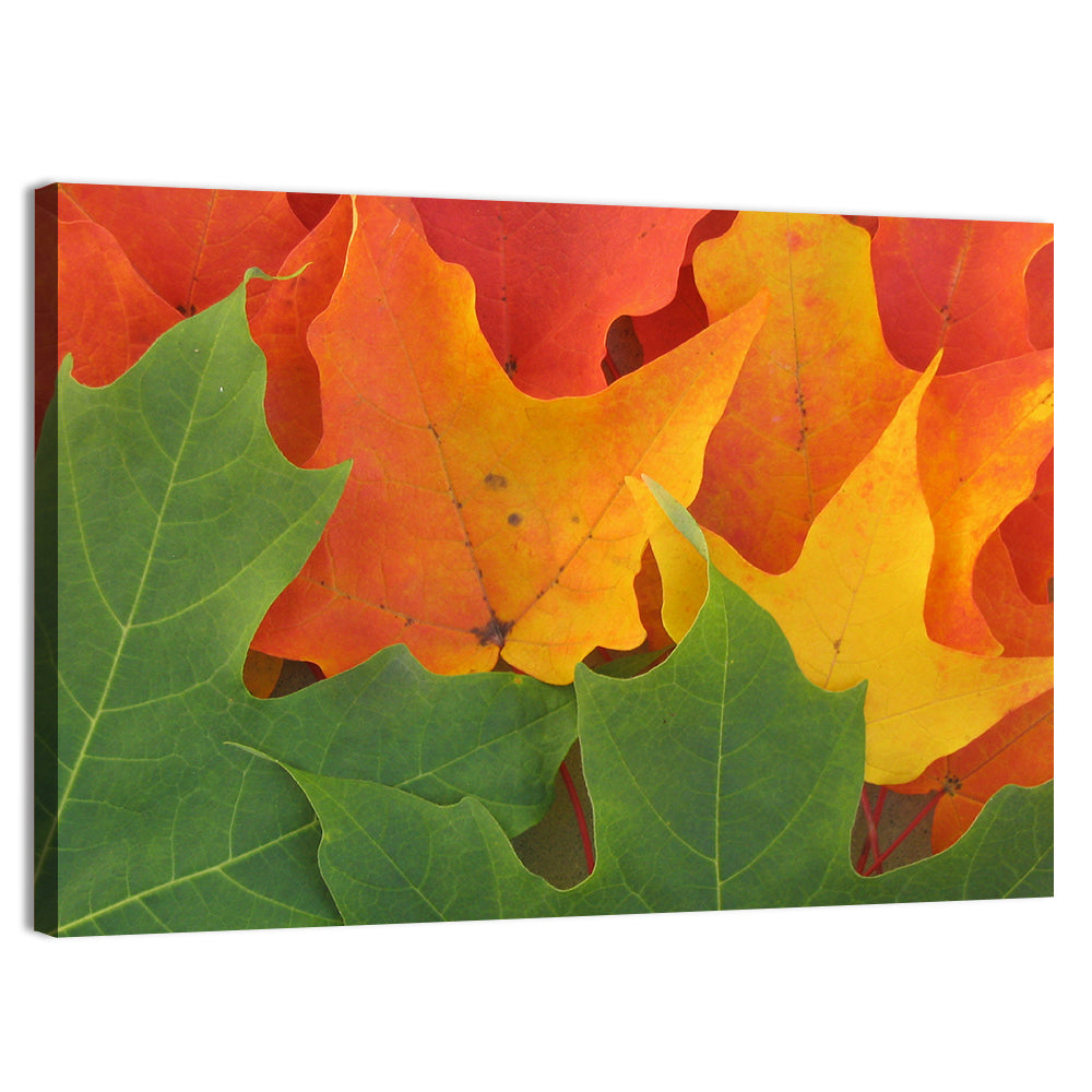 Autumn Maple Leaves Wall Art, canvas print, landscape