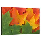 Autumn Maple Leaves Wall Art