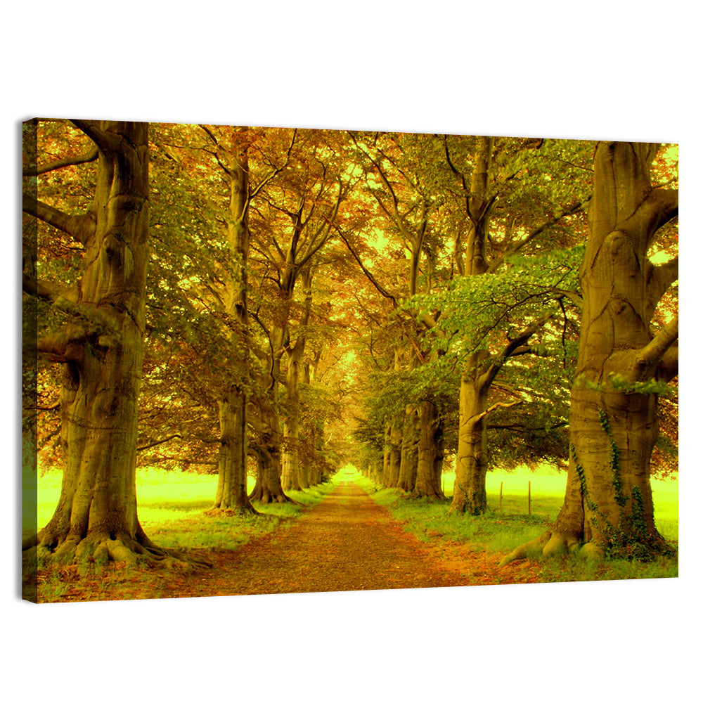 Beech Tree Lane at Golden Hour Wall Art