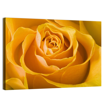 Yellow Rose Close-up Wall Art