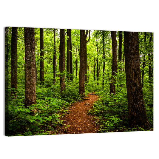 Shenandoah National Park Trail Wall Art