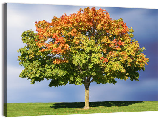 Maple with Split Foliage Wall Art