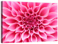 Pink Dahlia Spiral Close-up Wall Art