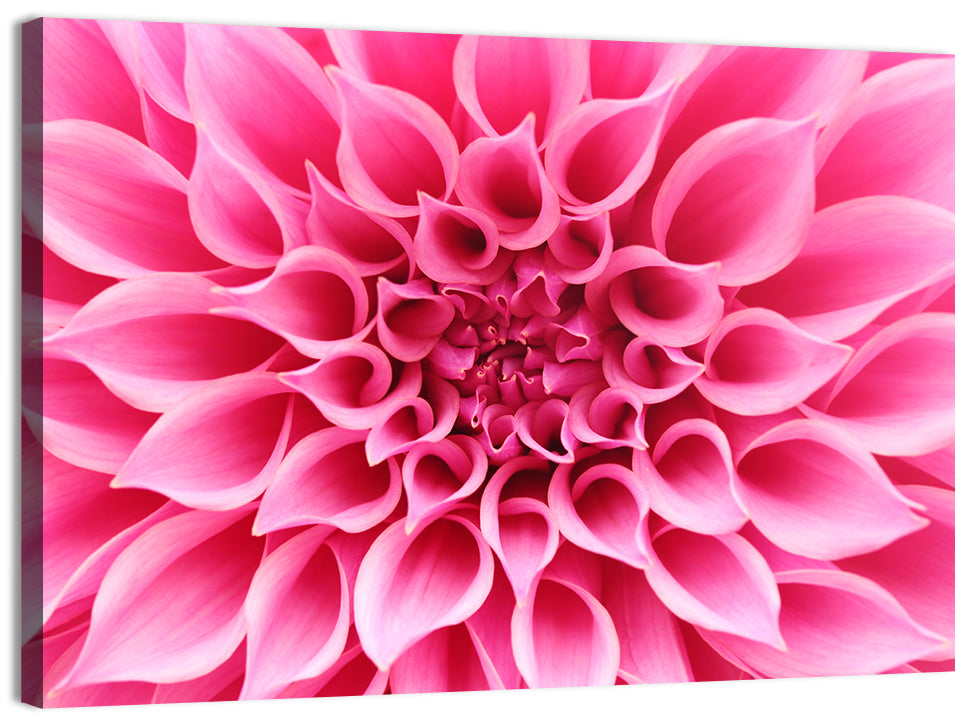 Pink Dahlia Spiral Close-up Wall Art