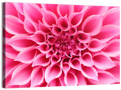 Pink Dahlia Spiral Close-up Wall Art