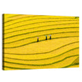 Golden Rice Terraces with Umbrellas Wall Art