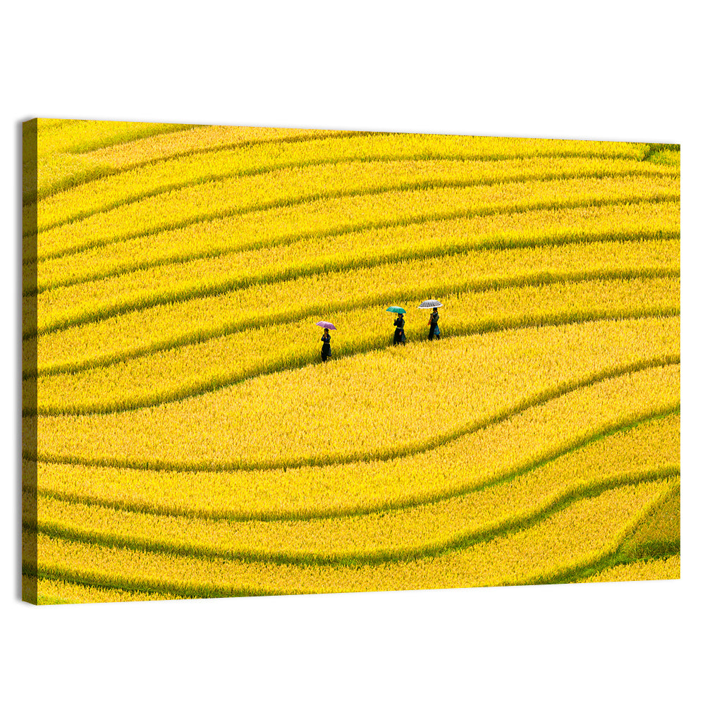 Golden Rice Terraces with Umbrellas Wall Art