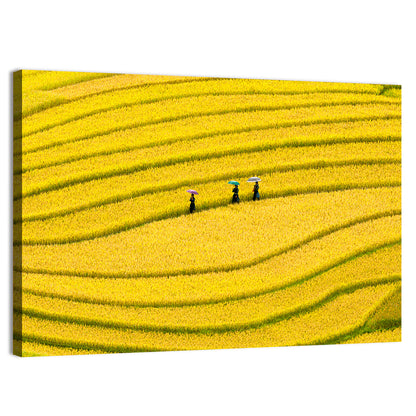 Golden Rice Terraces with Umbrellas Wall Art