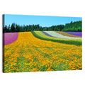 Tomita Flower Fields, Nakafurano Wall Art