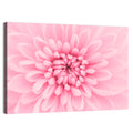 Pink Chrysanthemum Close-up Wall Art