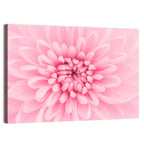 Pink Chrysanthemum Close-up Wall Art