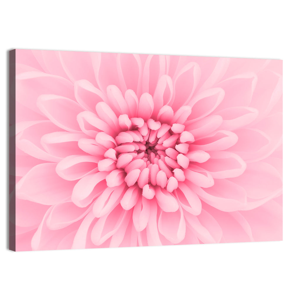 Pink Chrysanthemum Close-up Wall Art