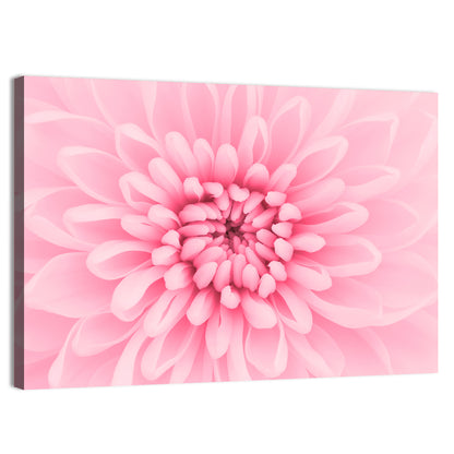 Pink Chrysanthemum Close-up Wall Art