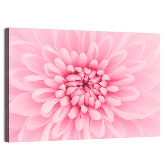Pink Chrysanthemum Close-up Wall Art