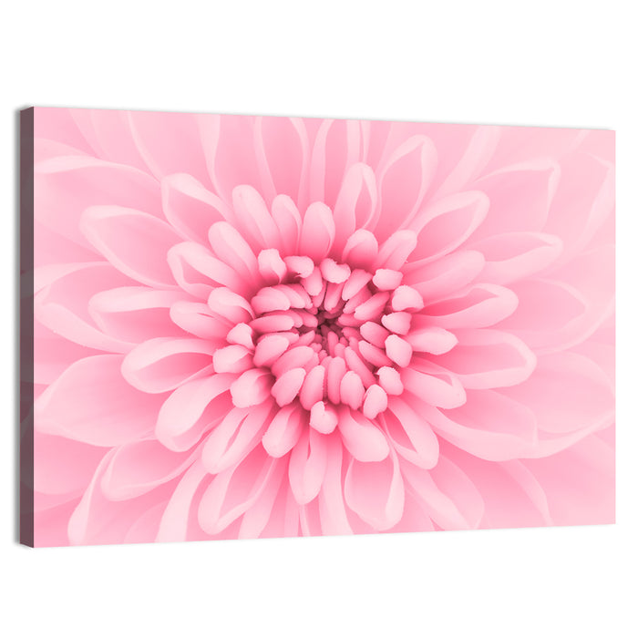 Pink Chrysanthemum Close-up Wall Art as a canvas print