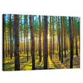 Scots Pine Forest Wall Art