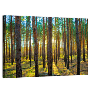 Scots Pine Forest Wall Art