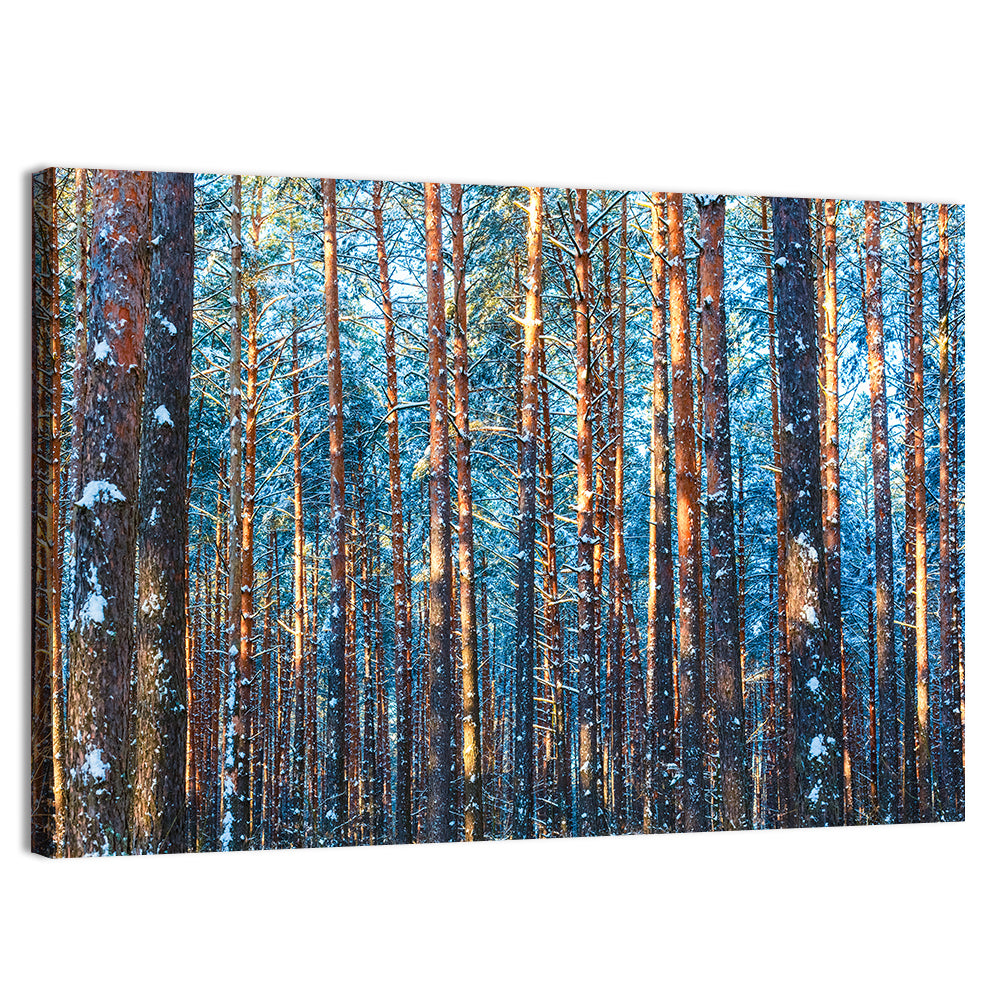 Golden Hour Winter Pine Forest Wall Art, canvas print, landscape