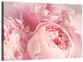 Soft Pink Peony Close Up Wall Art