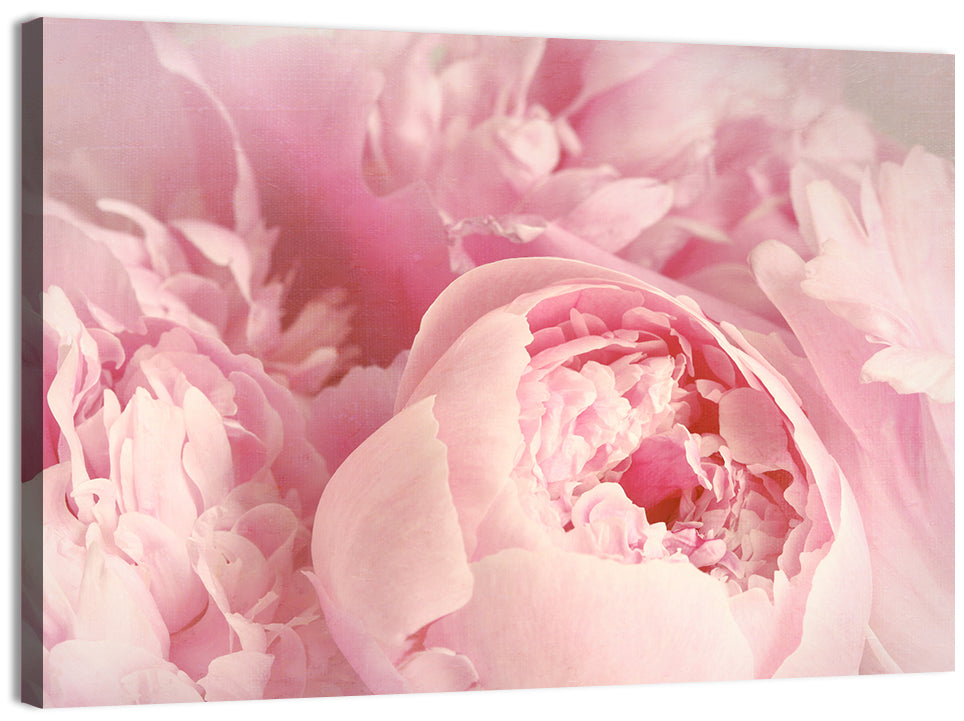 Soft Pink Peony Close Up Wall Art