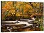 Dartmoor Autumn River in Golden Forest Wall Art