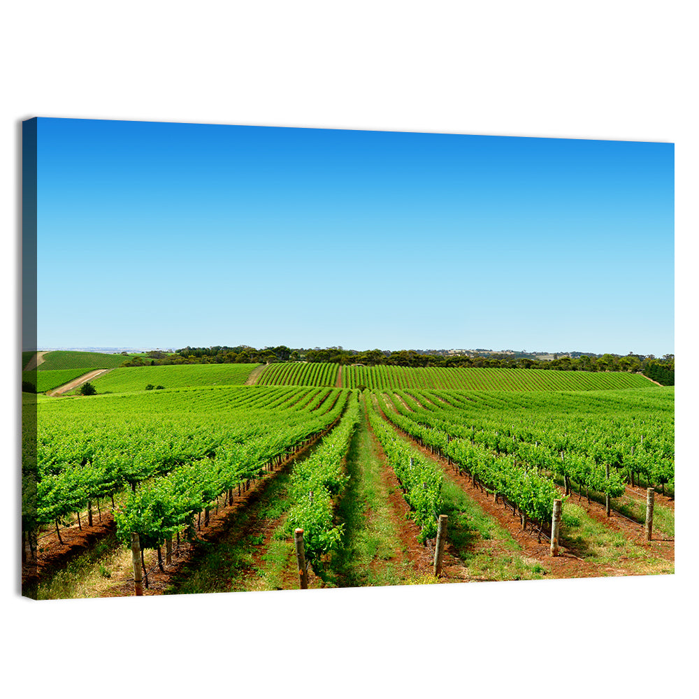 Sunlit Vineyard Rows Wall Art