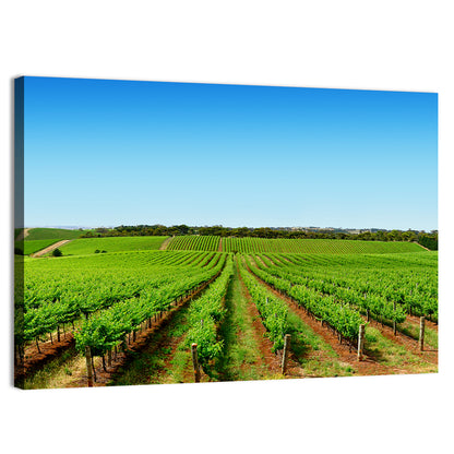 Sunlit Vineyard Rows Wall Art