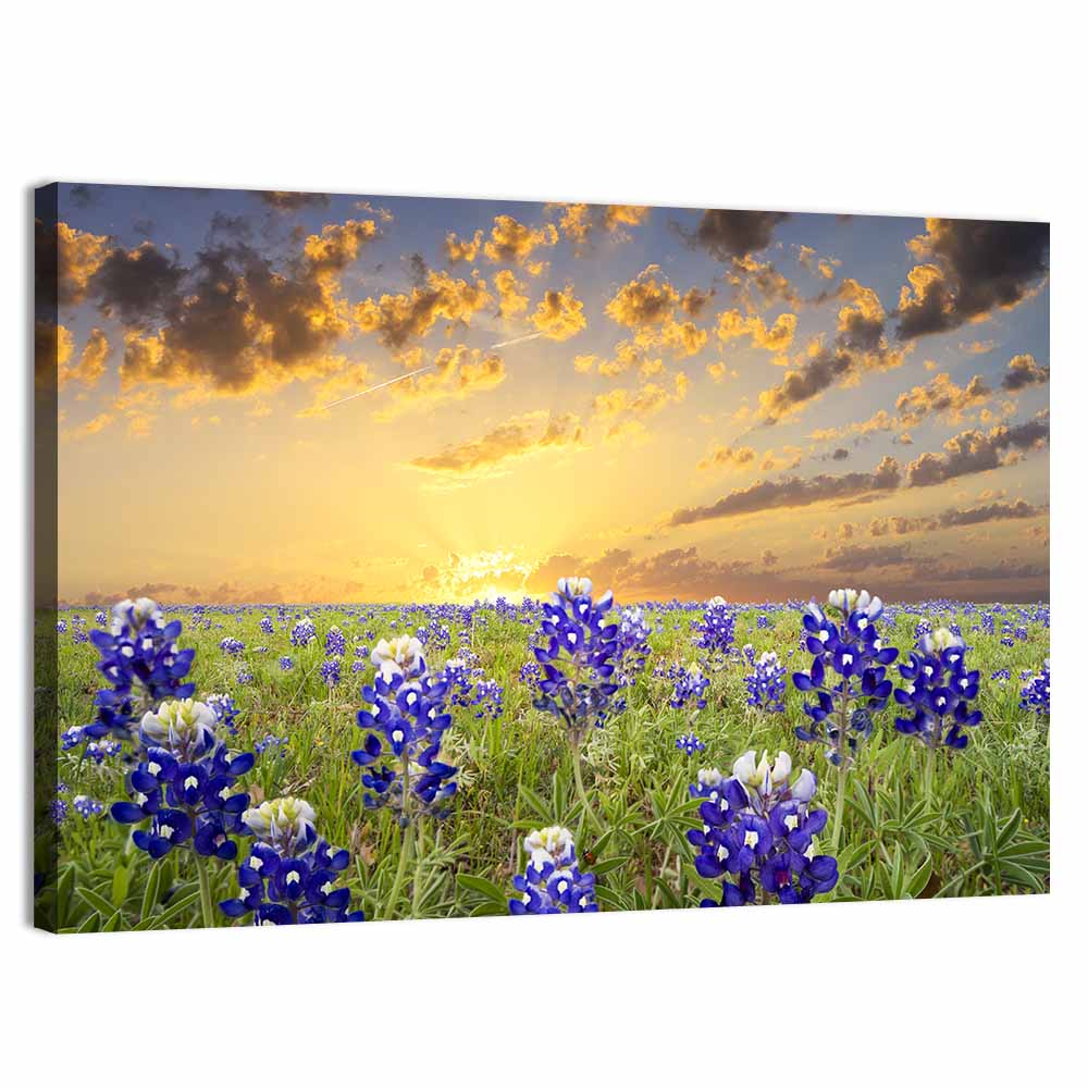 Bluebonnet Field at Sunset Wall Art, canvas print, landscape