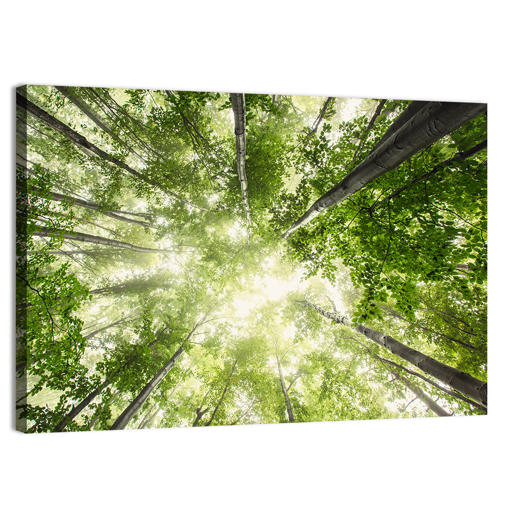 Spring Canopy in Morning Mist Wall Art, canvas print, landscape