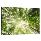 Spring Canopy in Morning Mist Wall Art