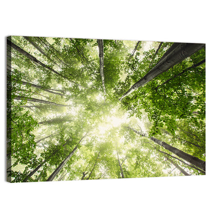 Misty Spring Forest Wall Art