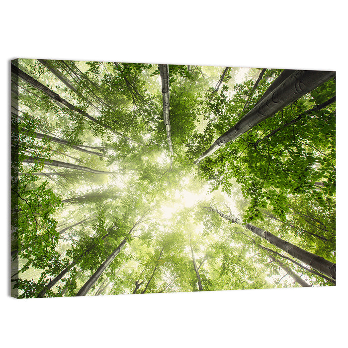 Spring Canopy in Morning Mist Wall Art as a canvas print
