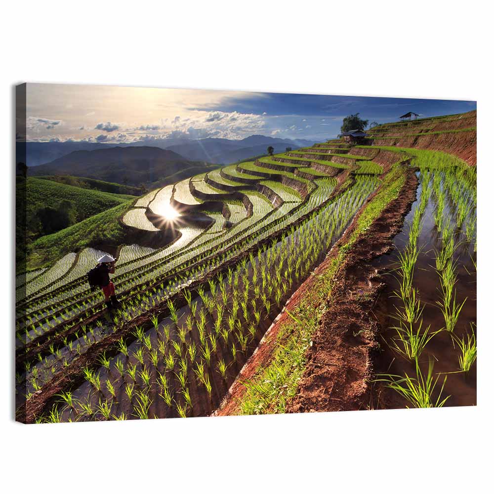 Chiang Mai Rice Terraces at Sunset Wall Art