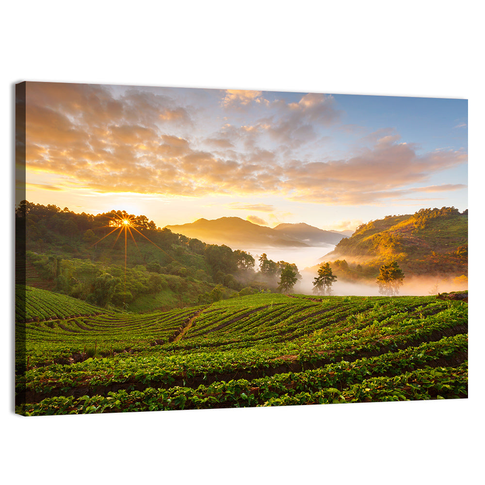 Strawberry Fields Sunrise Wall Art