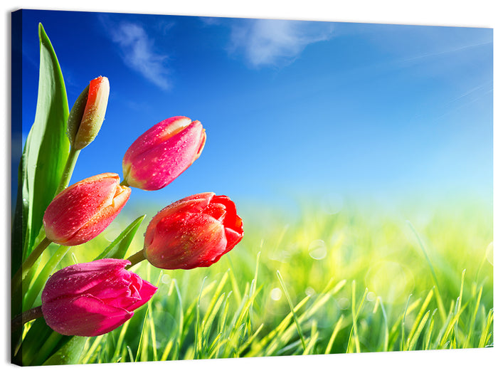 Dewy Red Tulips Under Blue Sky Wall Art as a canvas print