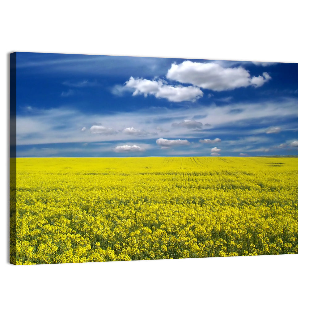 Sunlit Canola Field Wall Art