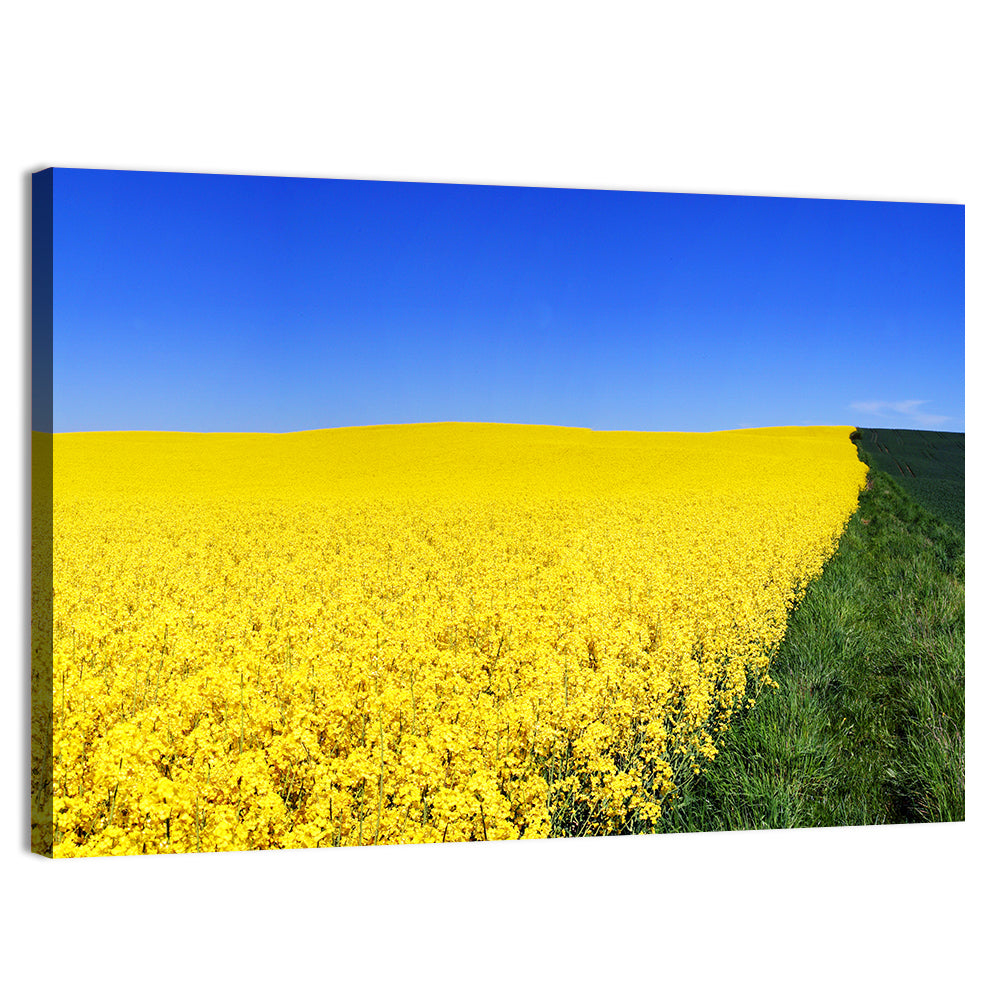 Sunlit Rapeseed Field Wall Art