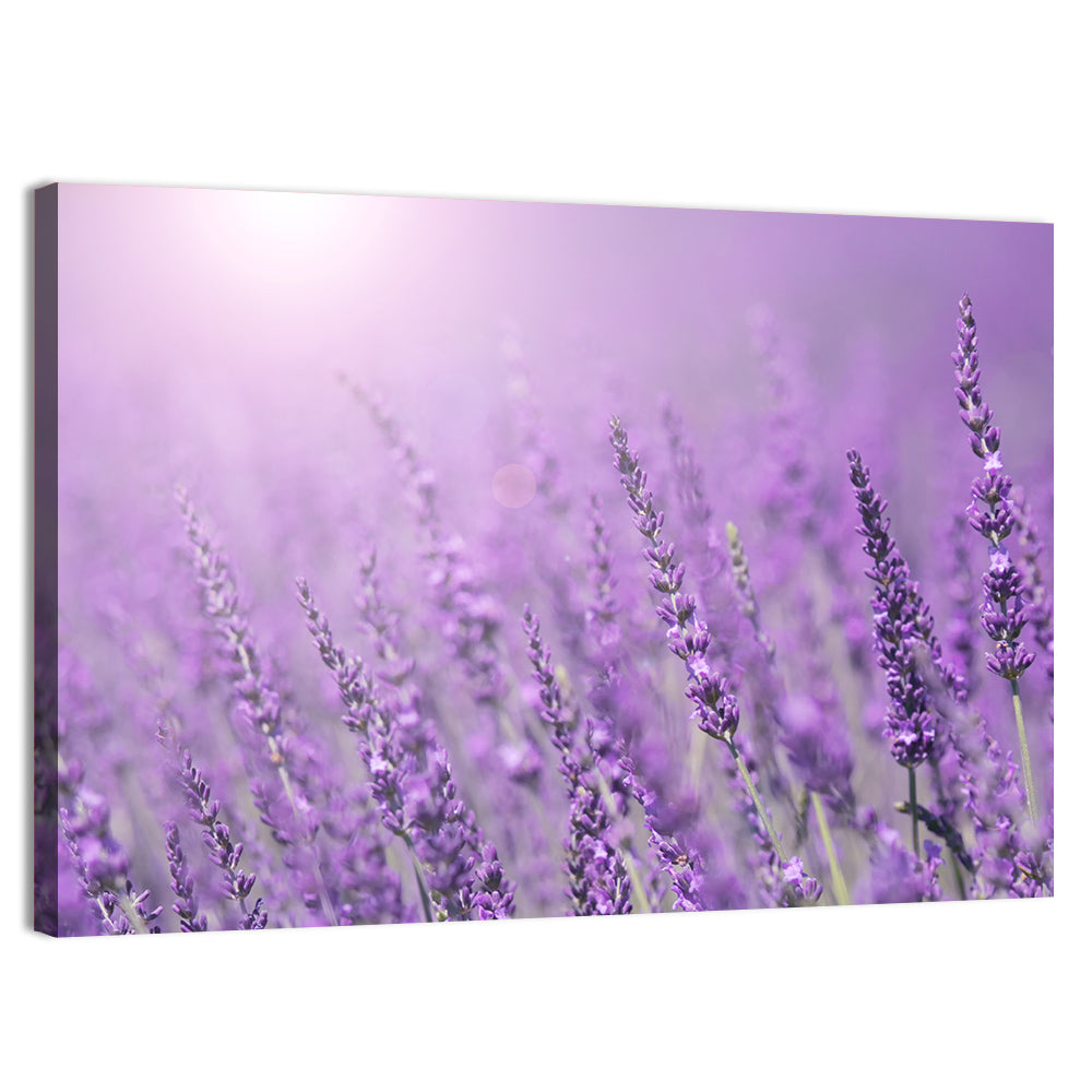 Sunlit Lavender Field Wall Art, canvas print, landscape