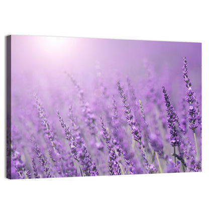 Sunlit Lavender Field Wall Art