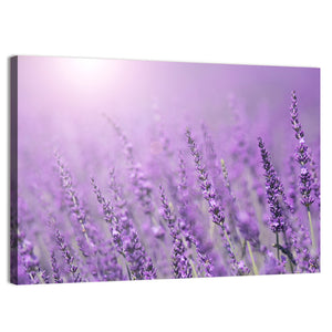 Lavender Field Wall Art